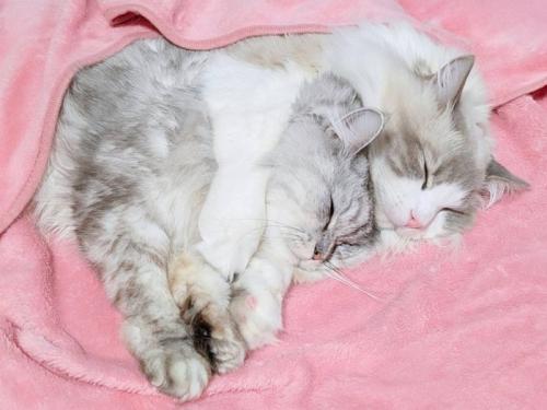2匹の猫が寄り添って寝ている姿