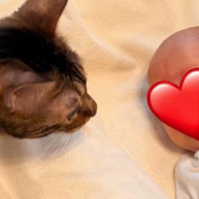 生まれたばかりの赤ちゃんが家にやってきたら…猫が見せた『可愛すぎる反応』が19万再生「絶対いいお姉ちゃんになる」「賢くて優しい」