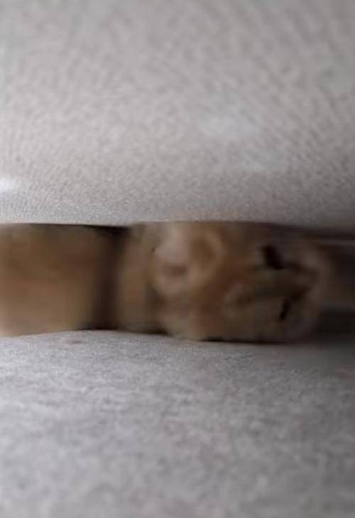 隙間に挟まる猫
