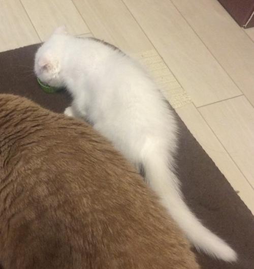 皿に入ったごはんを食べる白い子猫