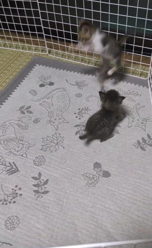 飛び上がる猫