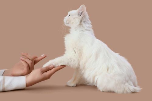 クリームをのせた人の指と飼い主と手をつなぐ猫