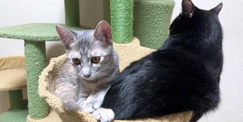 黒猫の背中とシルバータビーの正面