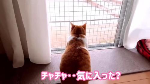 外を見る猫