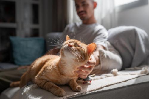 猫をなでる男性