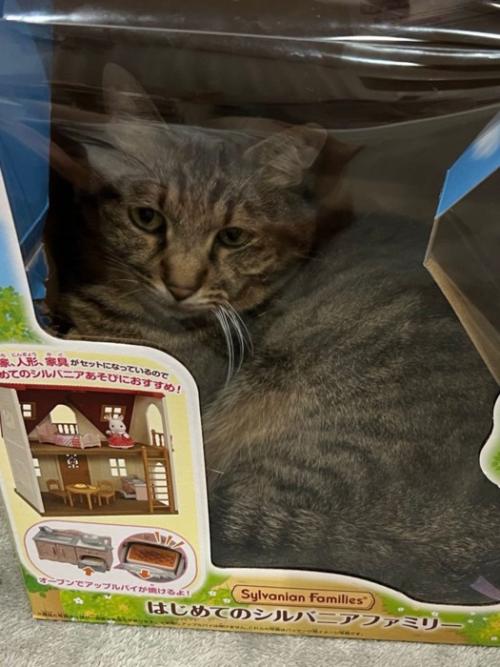 おもちゃの箱の小窓から覗く猫の顔
