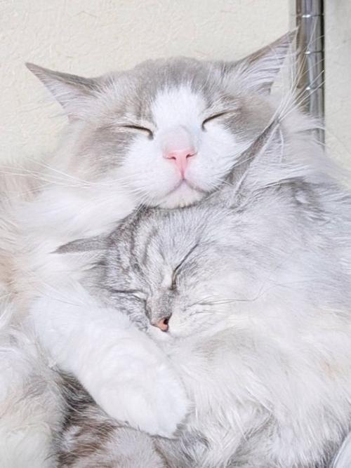 抱き合うように寄り添っている2匹の猫