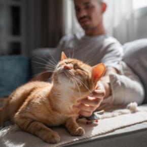 猫が『愛情不足』になっているサイン5選 どのように解消すればいいの?改善策もご紹介