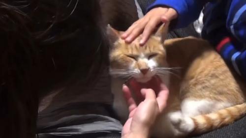 子どもたちになでられる猫