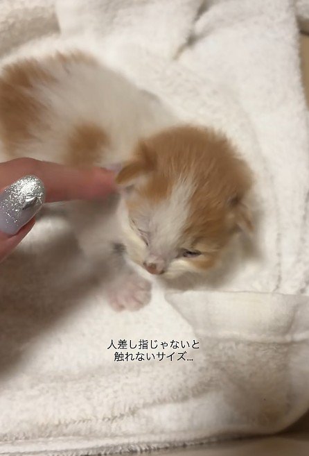 なでられる子猫