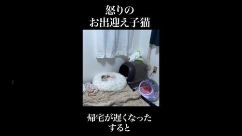 猫ベッド