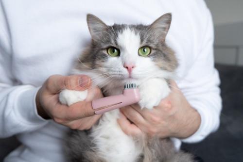 歯磨きされる猫