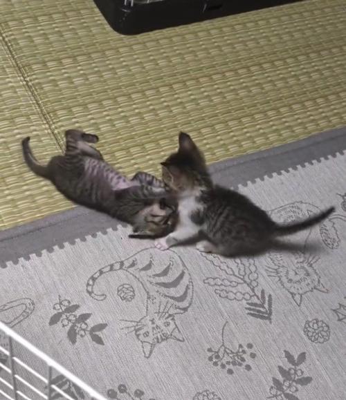 転がる猫と座っている猫