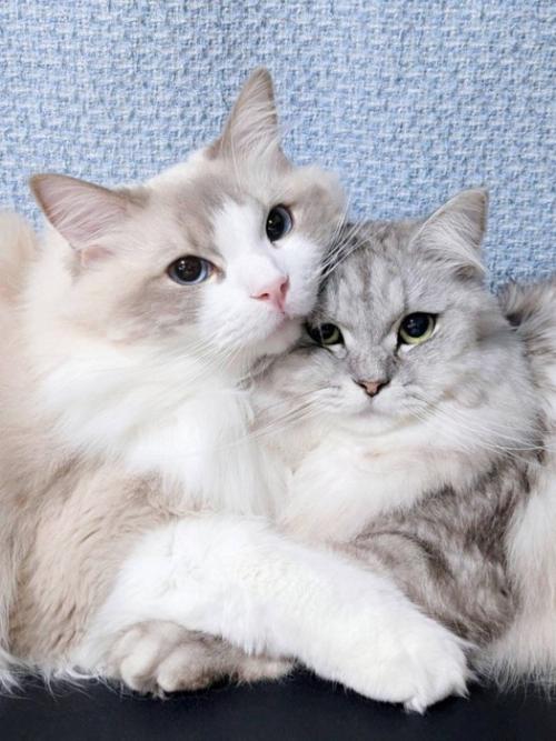 カメラ目線で抱き合う2匹の猫