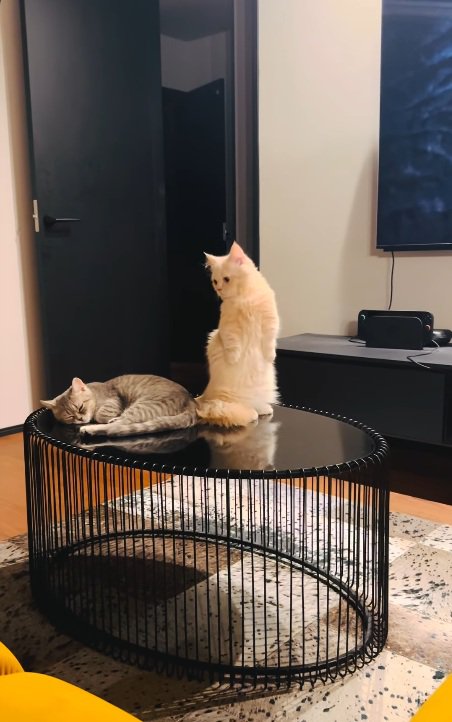 見る
