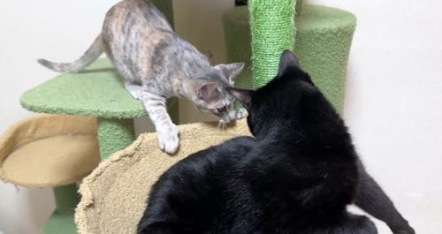 黒猫のハンモックに入ろうとするシルバータビー
