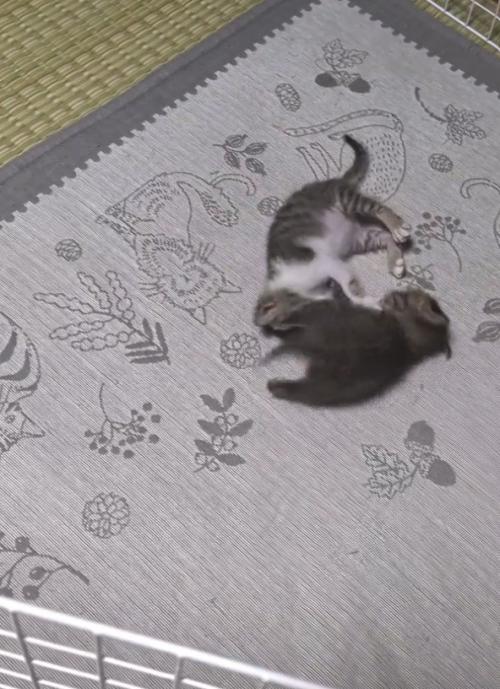 蹴り合う2匹