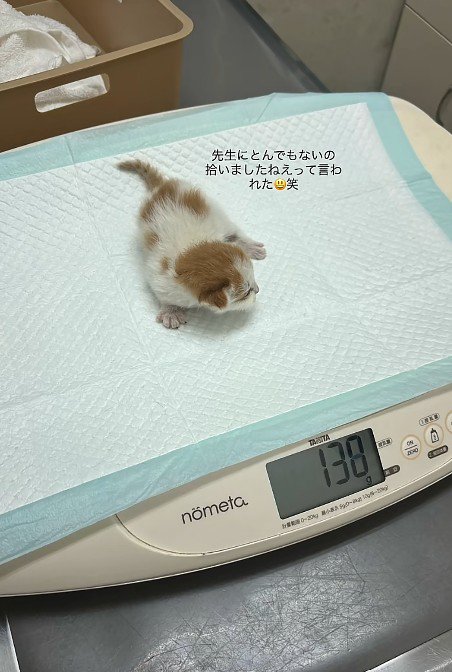 病院で体重を量る子猫