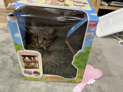 おもちゃの箱の小窓から覗く猫の姿