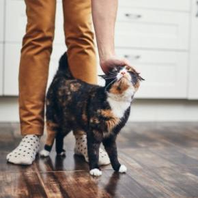 飼い主さん以外にも、近所に「しもべ」が多数…「浮気好きな猫」が多い英国の都市が判明