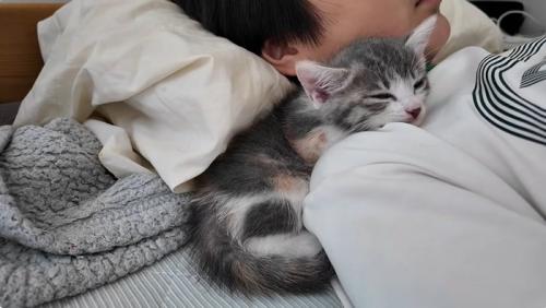 子供と寝る子猫