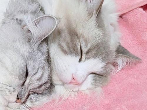 寝ている2匹の猫たちの顔