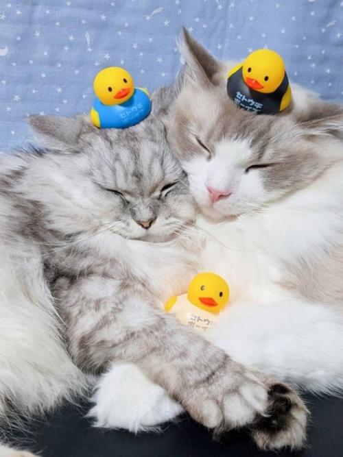 アヒルのおもちゃを乗せられてもくっついている2匹の猫