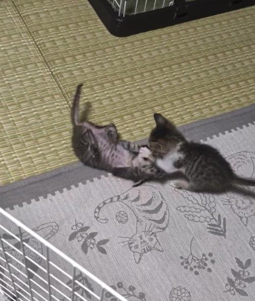 腹を出す猫と攻撃する猫
