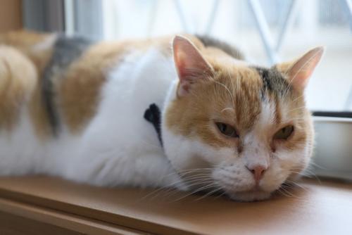 窓際でうたた寝中の三毛猫
