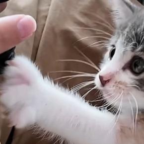 お兄ちゃんのことが大好きで、そばから離れない保護子猫…可愛すぎる『1か月間の記録』が103万再生「兄妹だと思ってそう」「鼻血止まらん」