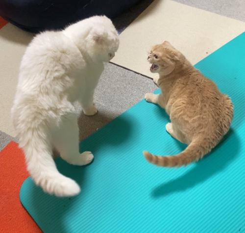 見下ろしてくる白猫を見上げる茶トラ猫