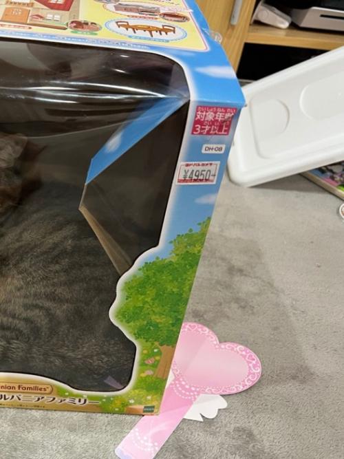 おもちゃの箱の中に見える猫の姿の一部