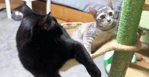 ハンモックにいる黒猫とシルバータビー