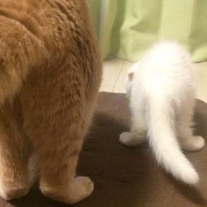 先住猫より『ずっと小さかった子猫』→11年後…劇的なビフォーアフターが40万表示「たくましくなった」「中身は変わらなそうw」