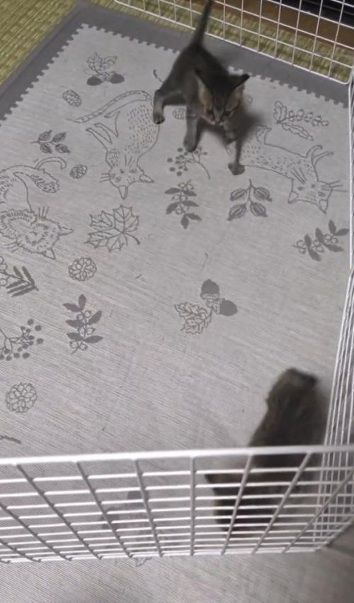 見合う2匹の猫