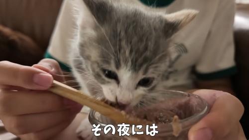 ご飯を食べさせてもらっている子猫