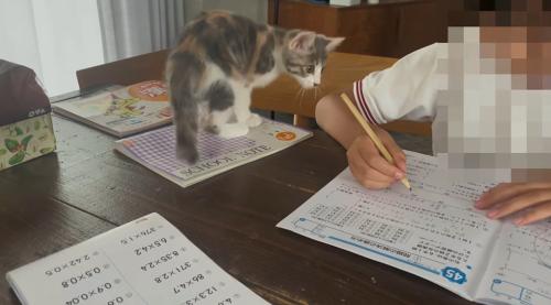 宿題をする子供を見る子猫