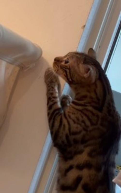 壁に前足をかけて、ベビーベッドを覗き込む猫
