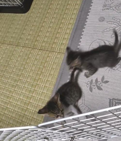 追いかけ合う2匹の猫