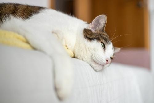 ベッドの上で伏せる体調が悪そうな猫
