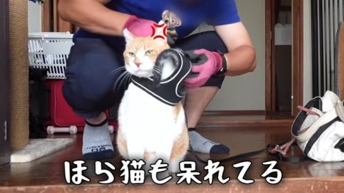 ハーネスをつけられる猫