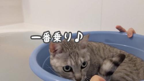 お風呂場の桶に入ってくつろぐマロちゃん