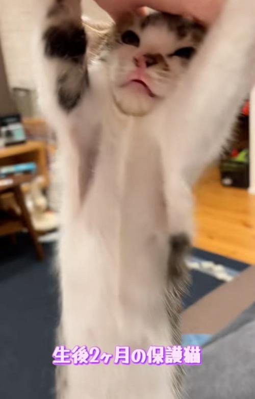手を掴んで拒否する子猫