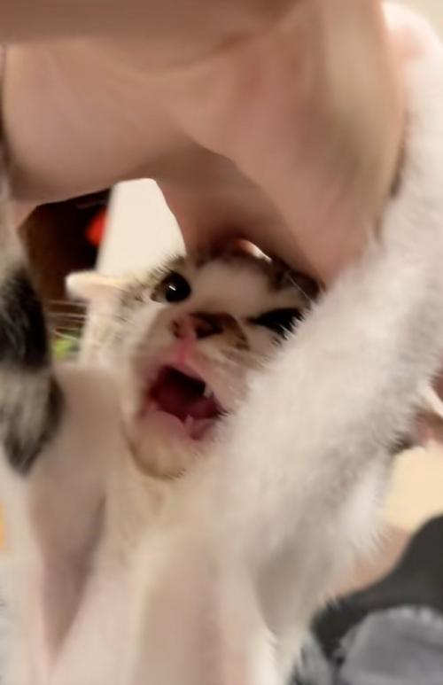 怒る子猫の表情