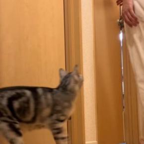 パパの後を追いかける猫→突然『置いてけぼり』にされてしまい…尊すぎる光景に「もう最高に可愛い」「意地悪したくなるのわかる」と69万再生