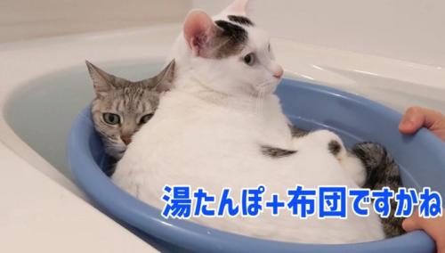 チロくんの後ろでじっとしているマロちゃん
