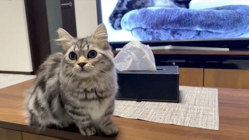 反応する猫