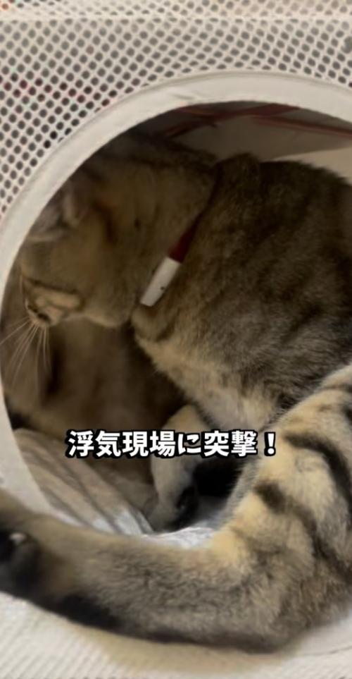 飼い主に気付いて慌てる2匹の保護猫