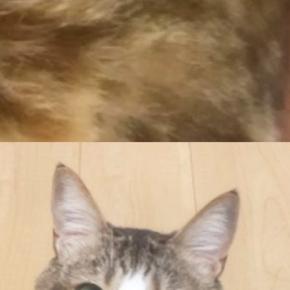 猫同士で『ビデオ通話』をさせてみたら…思わず笑ってしまう『気まずそうな雰囲気』に6万いいね「オンライン猫会議」「やりたすぎる」