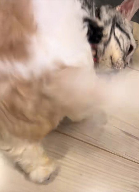 猫を押し倒す犬